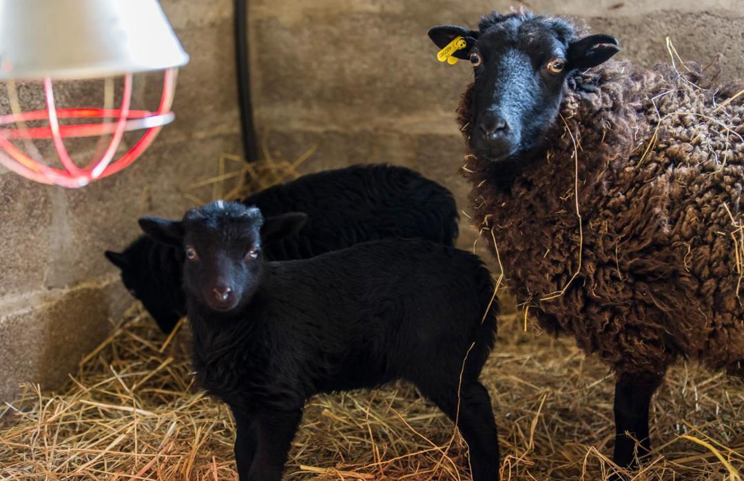 Gite De La Ferme Des Crins Blancs Villa Hazebrouck Exterior foto